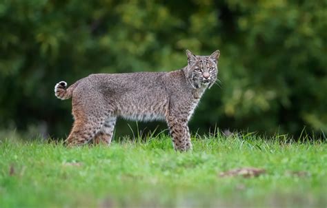 Wallpaper greens, grass, look, face, nature, glade, walk, lynx for ...