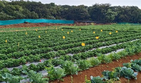 THE 30 BEST Places to Visit in Mahabaleshwar (2026)