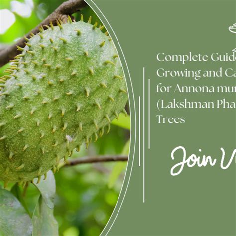 Best Gardening Tips | News and Care — Tagged "Annona muricata ...