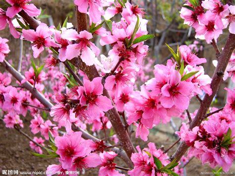 春天粉色盛开的桃花高清图片下载_红动中国