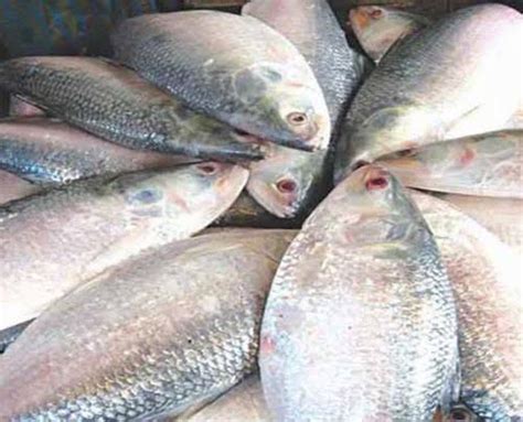 Frozen Bhetki Fish Manufacturer Exporter Supplier from Baleshwar India