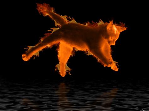 Image result for fire cat