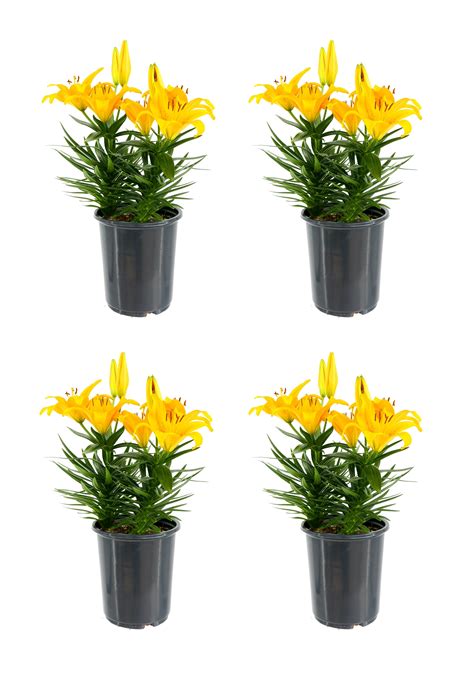 Asiatic Lily Full sun (6+ hours direct sun) Perennials at Lowes.com