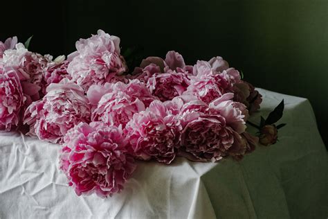 Peony | Indiana State Flower