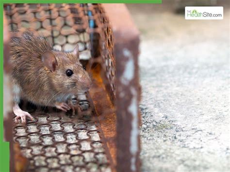 Deadly Leptospirosis On the Rise: High Fever, Body Aches And Other ...