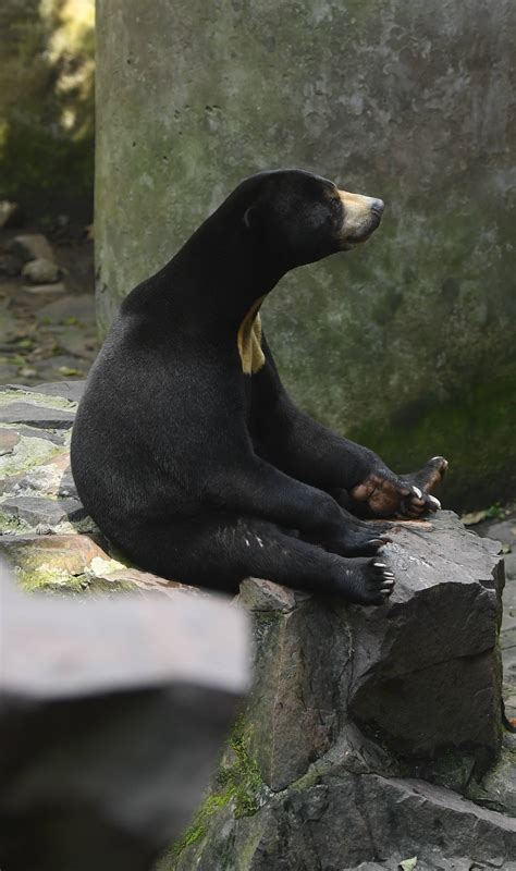 Angela the bear still stuns visitors with her human characteristics
