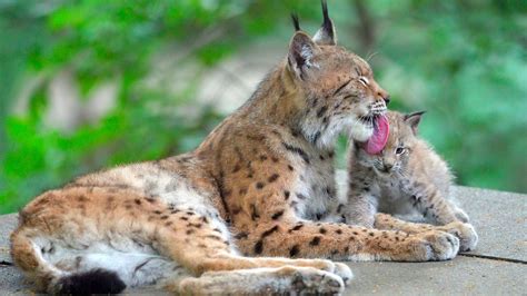 Luchs-Junges im Tiergarten Schönbrunn Wien geboren