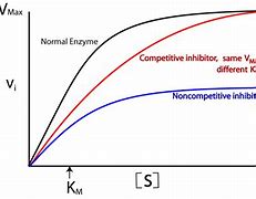 Image result for Inhibitory Effect