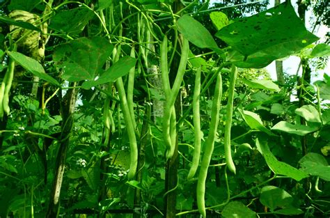 How To Grow Garden Beans From Seed at Marvin Goff blog