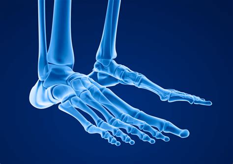 Fun Facts about the Musculoskeletal System | Resurgens Orthopaedics