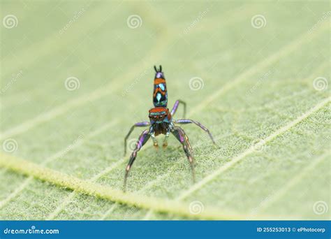 Most Vibrant Coloured Jumping Spider Species, Chrysilla Volupe, Satara ...