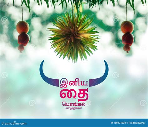 Happy Pongal Wishes in Tamil Stock Photo - Image of harvest, festival ...