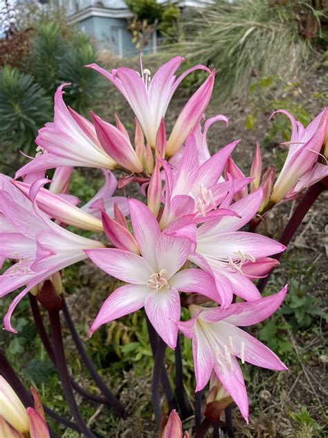 Amaryllis belladonna - Tantalus Plant Nursery & Flower Farm