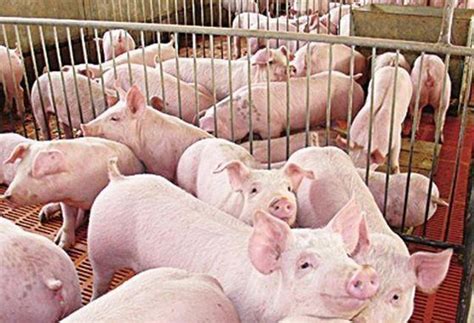 猪场PSY，MSY，LFY，RSY代表什么含义-饲养管理