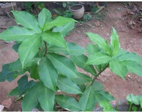 plantsworld Fiery Costus, Costus igneus, Spiral Flag Seed Price in ...