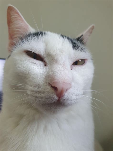 10 Angry Cat Memes Cat Memes 29 10 15 2024 Thunder Dungeon | The