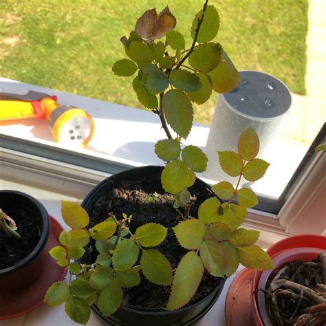 How to Propagate Your Multiflora Rose