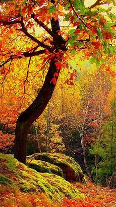 Aesthetic Fall Backgrounds Iphone by Aesthetic Autumn Wallpapers Wallpaper Cave Aesthetic Fall Backgrounds Iphone