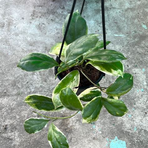 Hoya Incrassata Marginata – GardenGlow