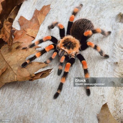 Araña De Tarántula Birdeater Brachypelma Smithi En El Entorno Del ...