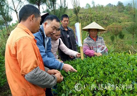 南丹县：茶叶专家指导茶农采茶 - 广西县域经济网