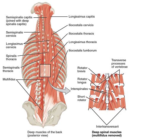 Deep Muscles of the Back and Spinal Muscles: Anatomy and Function - Anatomy Note