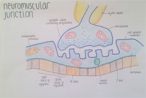 Neuromuscular Junction Sarcomere