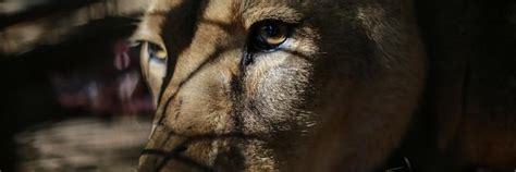 Wild Animals in Private Keeping - FOUR PAWS International - Animal ...