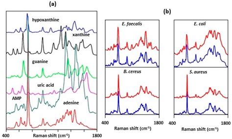 Review on SERS of Bacteria