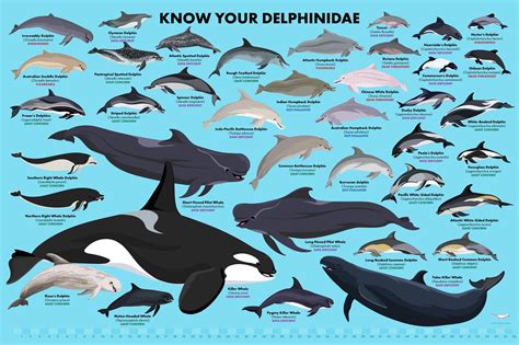 Different Types Of Dolphins
