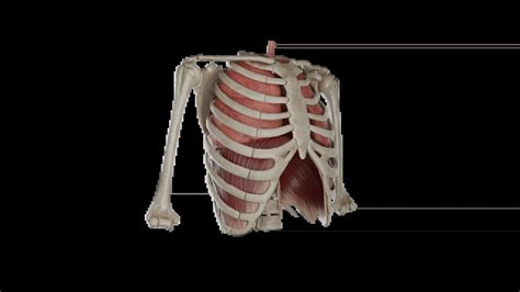 Thorax Function 的图像结果