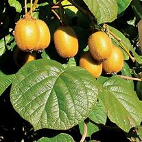 Actinidia 的图像结果