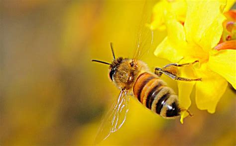 【蜜蜂知识】关于蜜蜂的知识有哪些？-趣蜜蜂