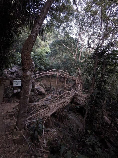 UMKAR ROOTBRIDGE AND SOHBAR RIVER DAY | Go Somewhere