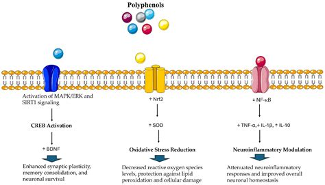 Brain Neurotrophins and Plant Polyphenols: A Powerful Connection