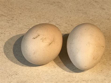 The peahens are still laying peafowl eggs - Peacocks UK