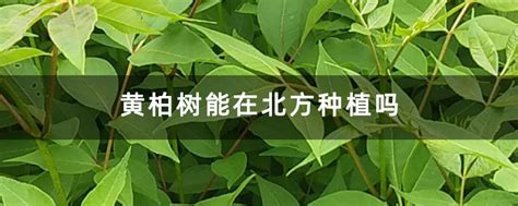 牡丹适合北方种植吗-种植技术-中国花木网