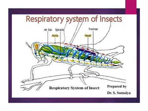 Insect respiratory system | PPTX
