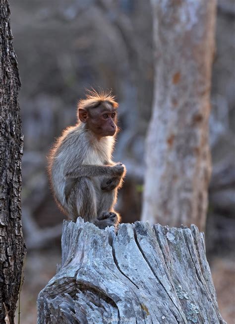 Wild Hairstyles - slide7 | Nature inFocus