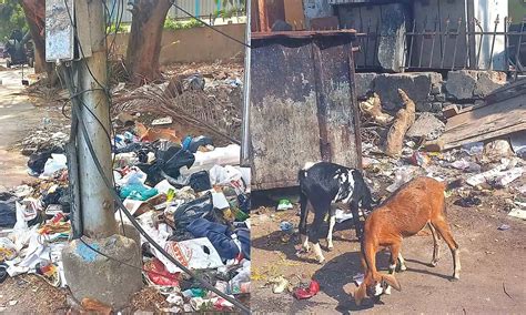Citizen Connect: Chetpet residents reel from improper waste disposal ...