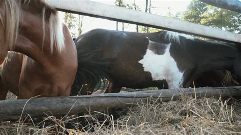 A flock of horses eating hay 46132130 Stock Video at Vecteezy