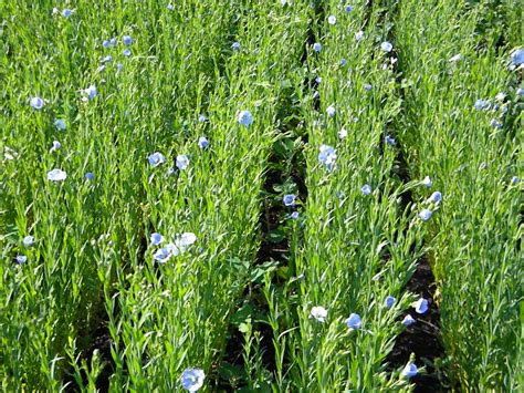 Flax seed facts and health benefits