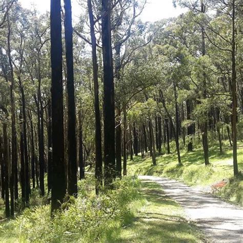 THE BEST Places to Visit in Ferny Creek (2026) - Must-See Attractions