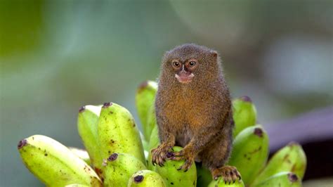 15 Smallest Animals in the World - Your Animal Guide