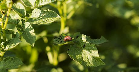 Simodis-test | Syngenta