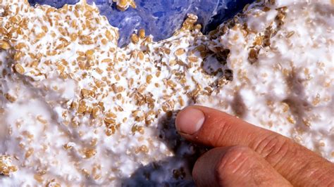 Mycelium on Grain: Filler or Functional?