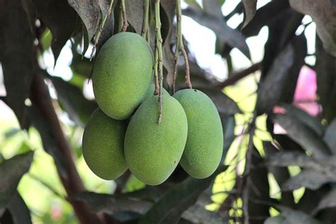 Mangobaba
