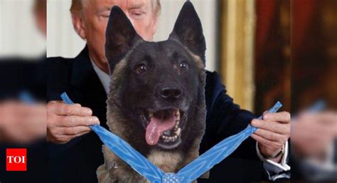Trump tweets fake photo of dog injured in al-Baghdadi raid, evokes ...