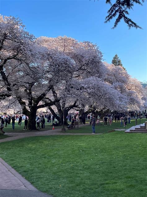 Visitors Guide to Seattle's Cherry Blossom Festival - Wandering with a ...