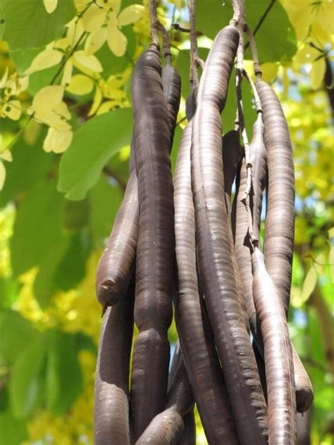 Buy HERBALISM Amaltas Phali Pudding Pipe Tree Cassia Fistula 100gm ...